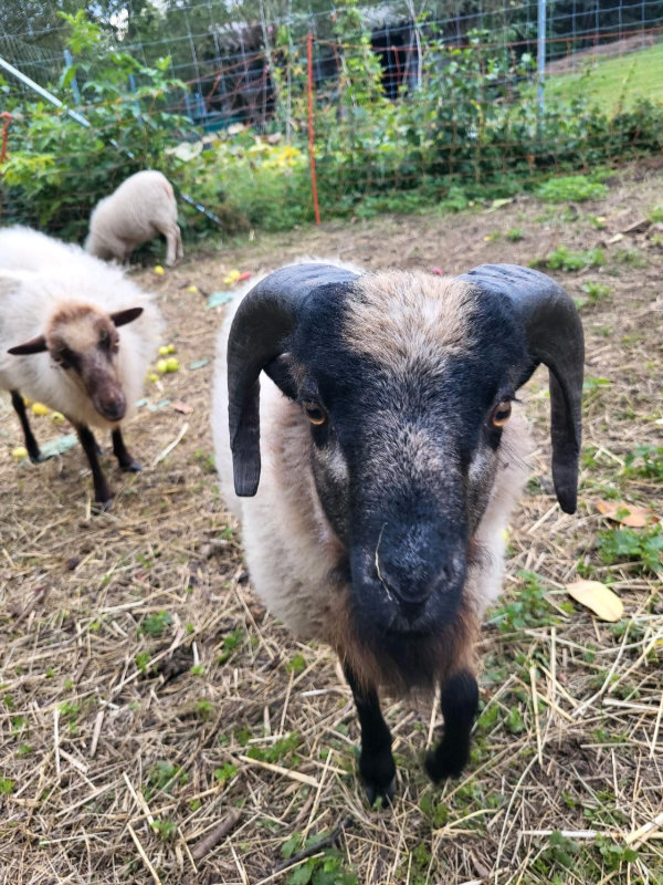 Quesantschafe im Streichelgehege